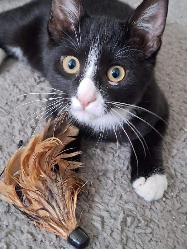 Felix