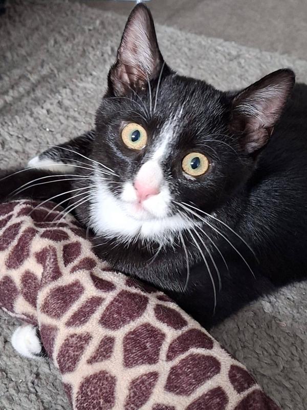 Felix