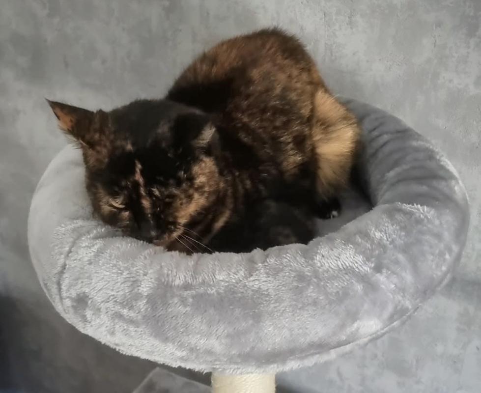 Pebbles