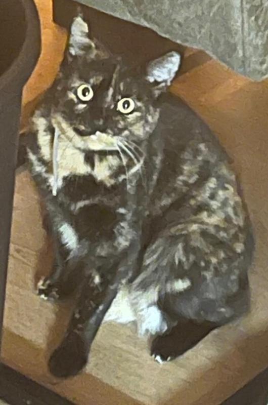 Pebbles