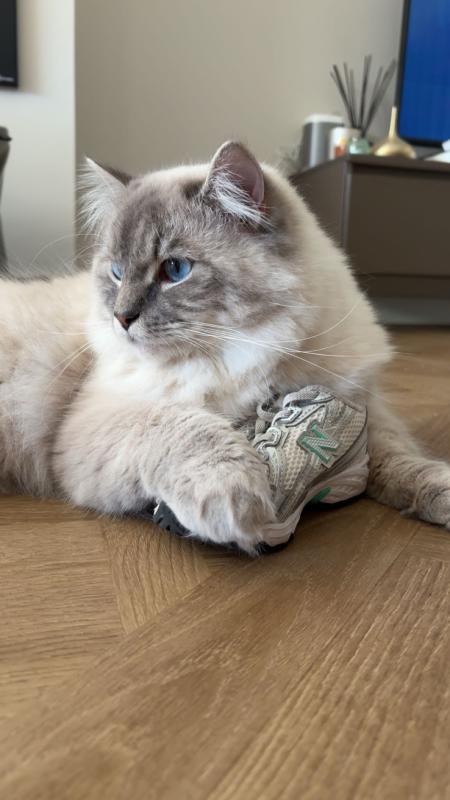 Snowie