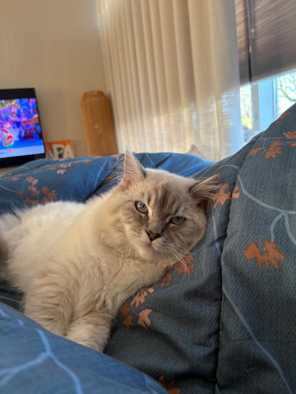 Snowie