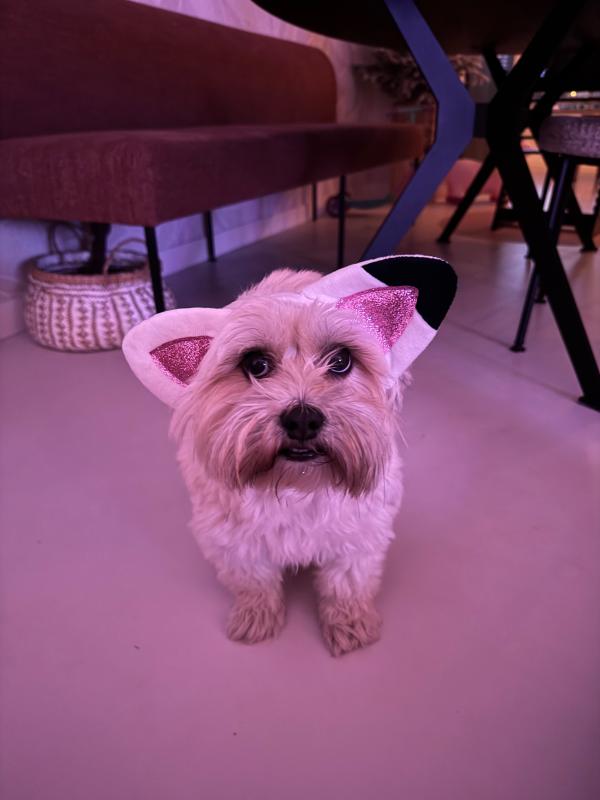 Ted