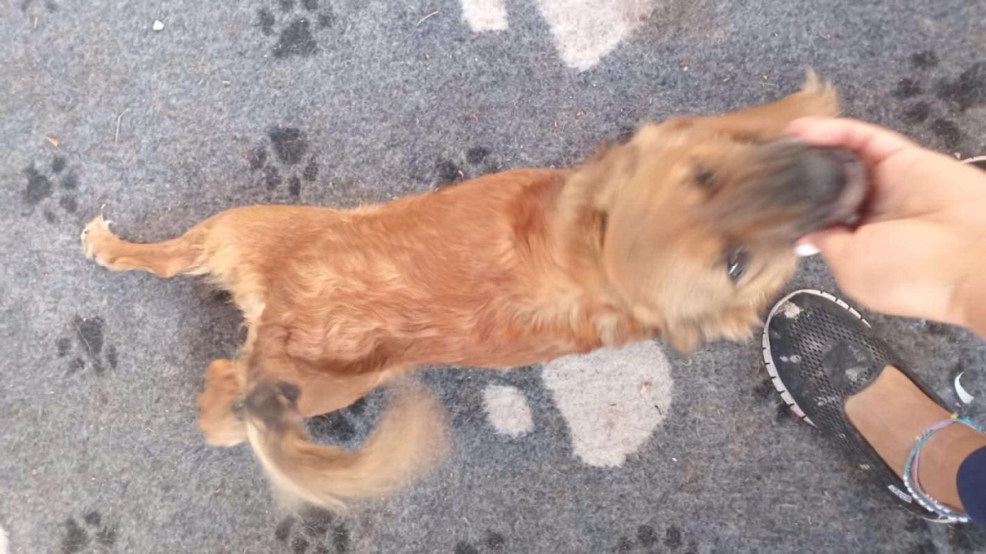Honey