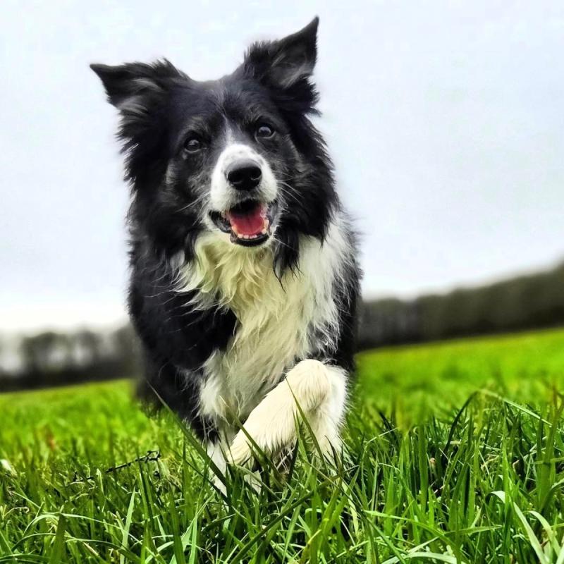Nova