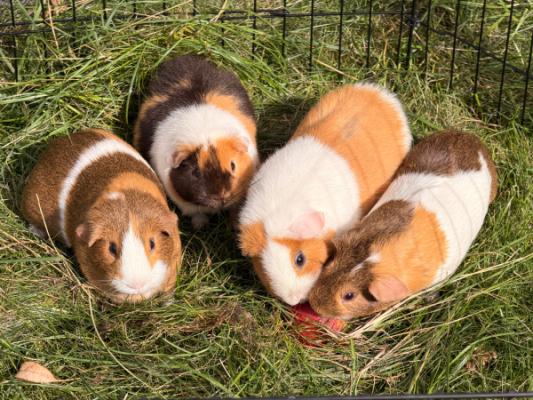 Bibi, Muffin, Fluf & Pluis