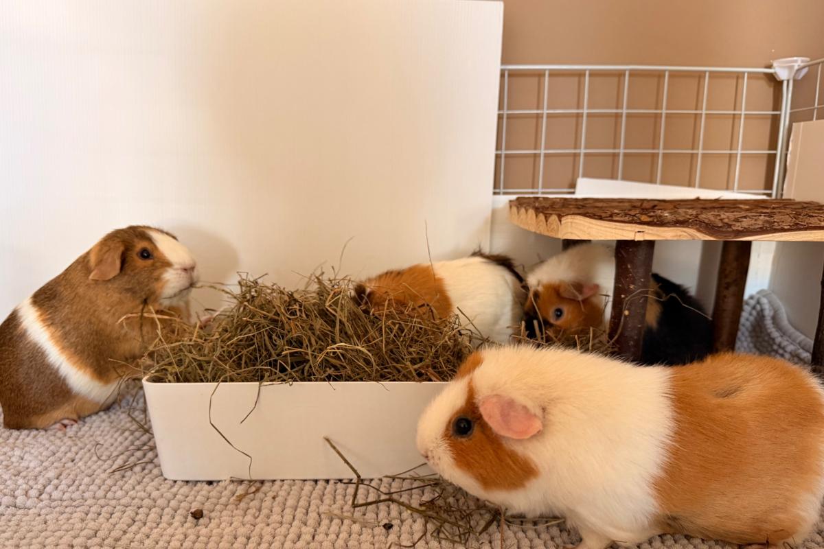 Bibi, Muffin, Fluf & Pluis