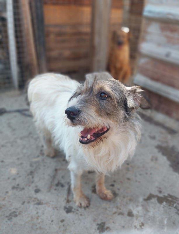 Dron