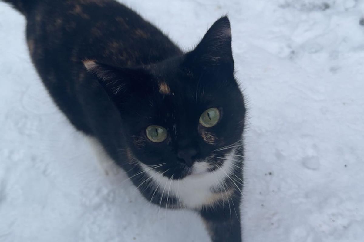 Zyna