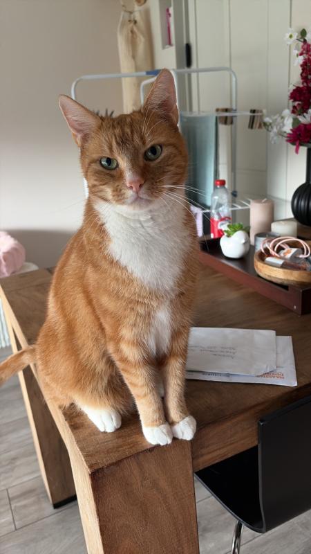 Ollie