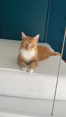 Ollie