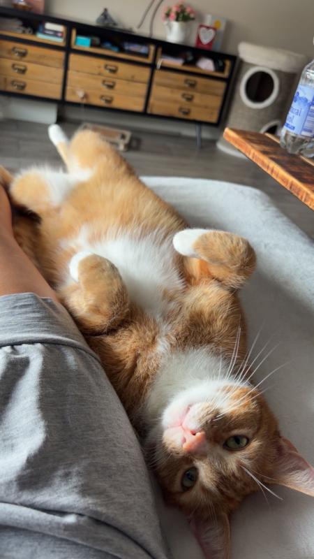 Ollie