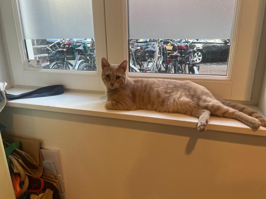 Frida