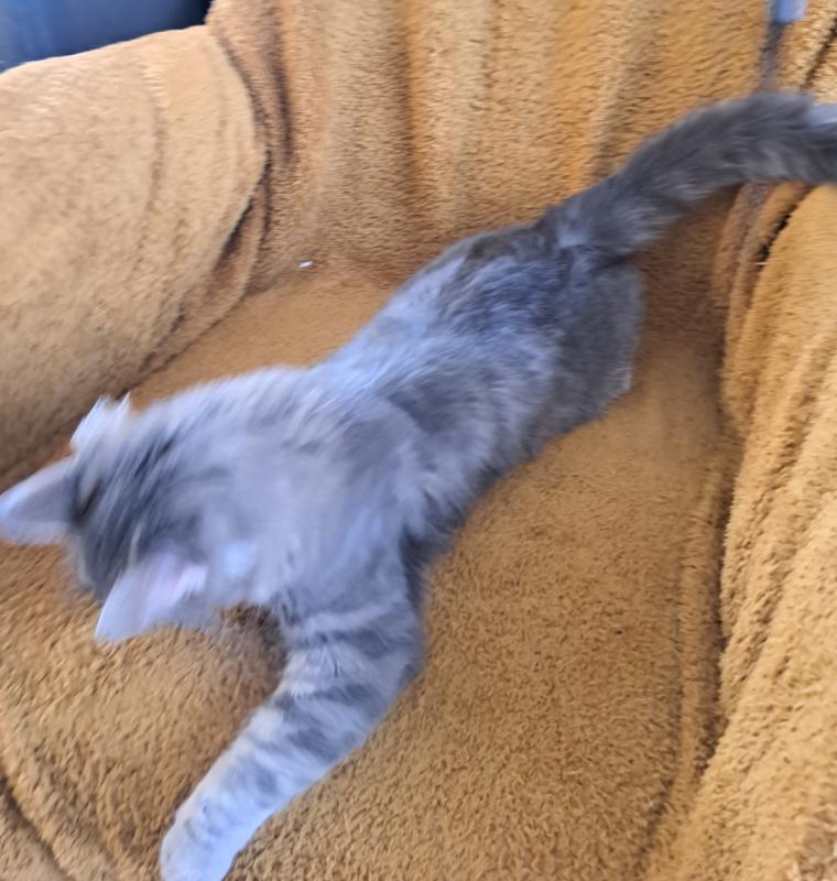Tsunami