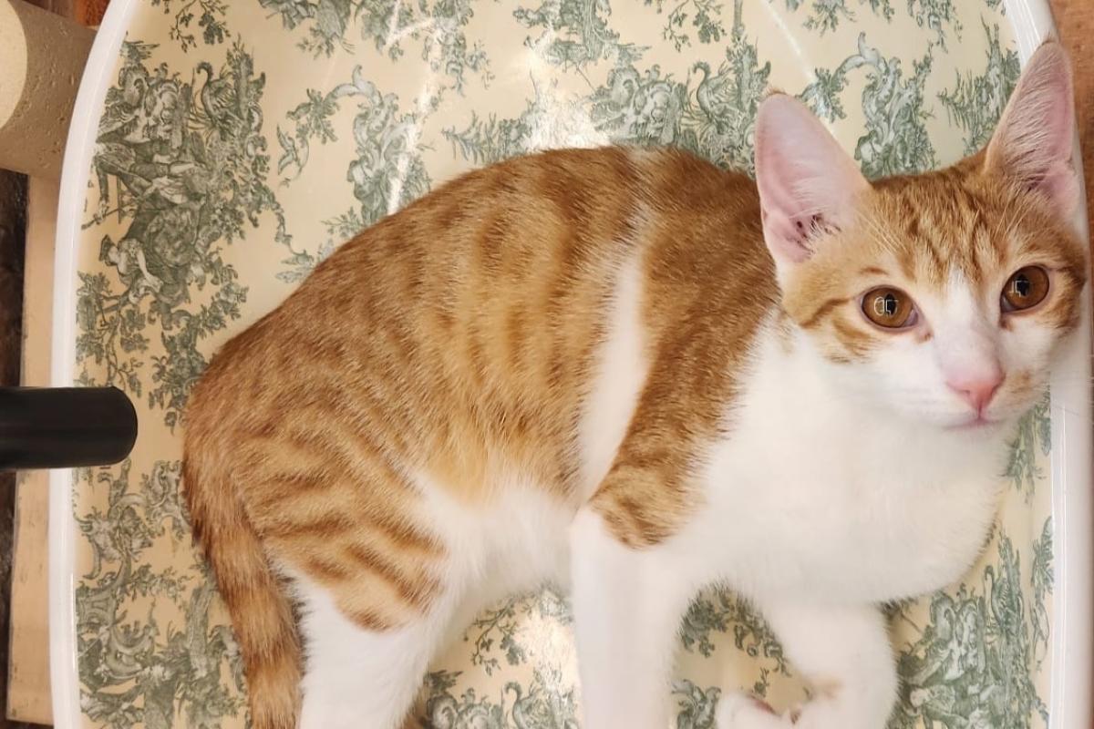 Tom