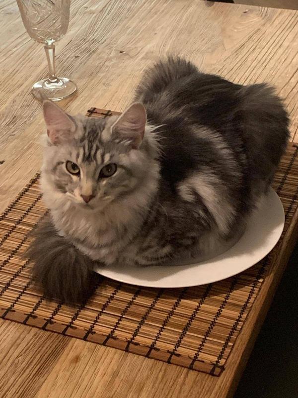 Coco