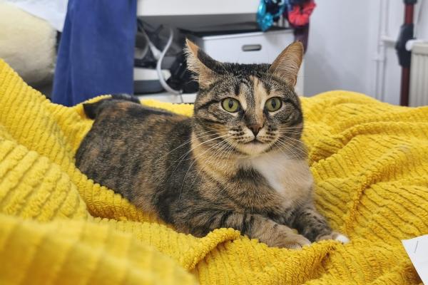 Felisa