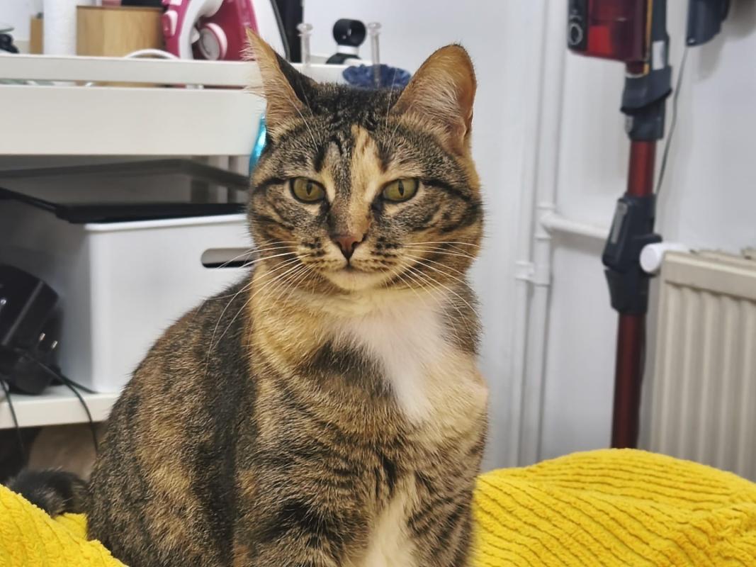 Felisa