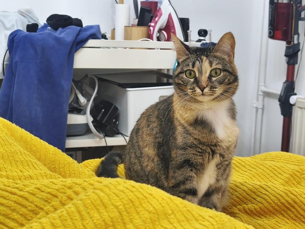 Felisa