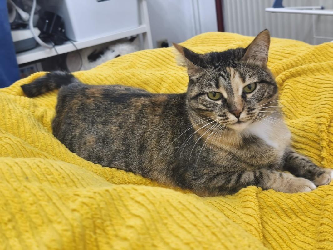 Felisa