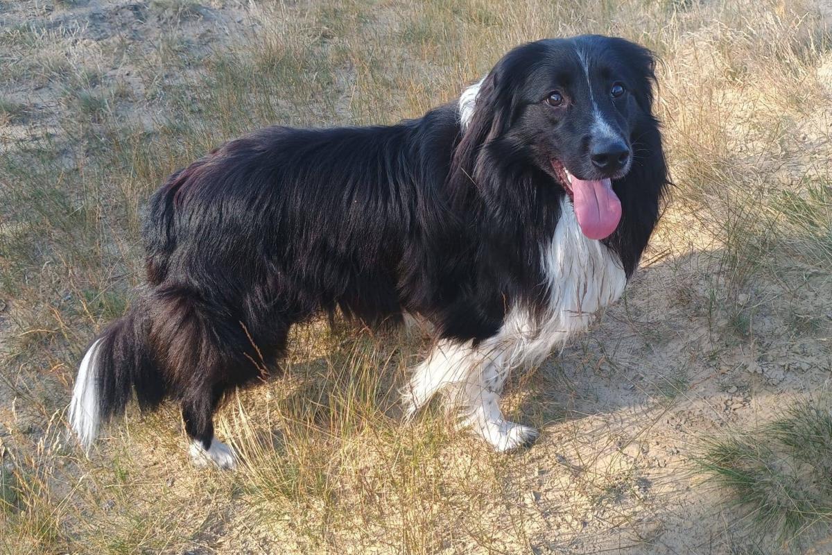 Finley