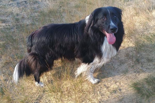 Finley