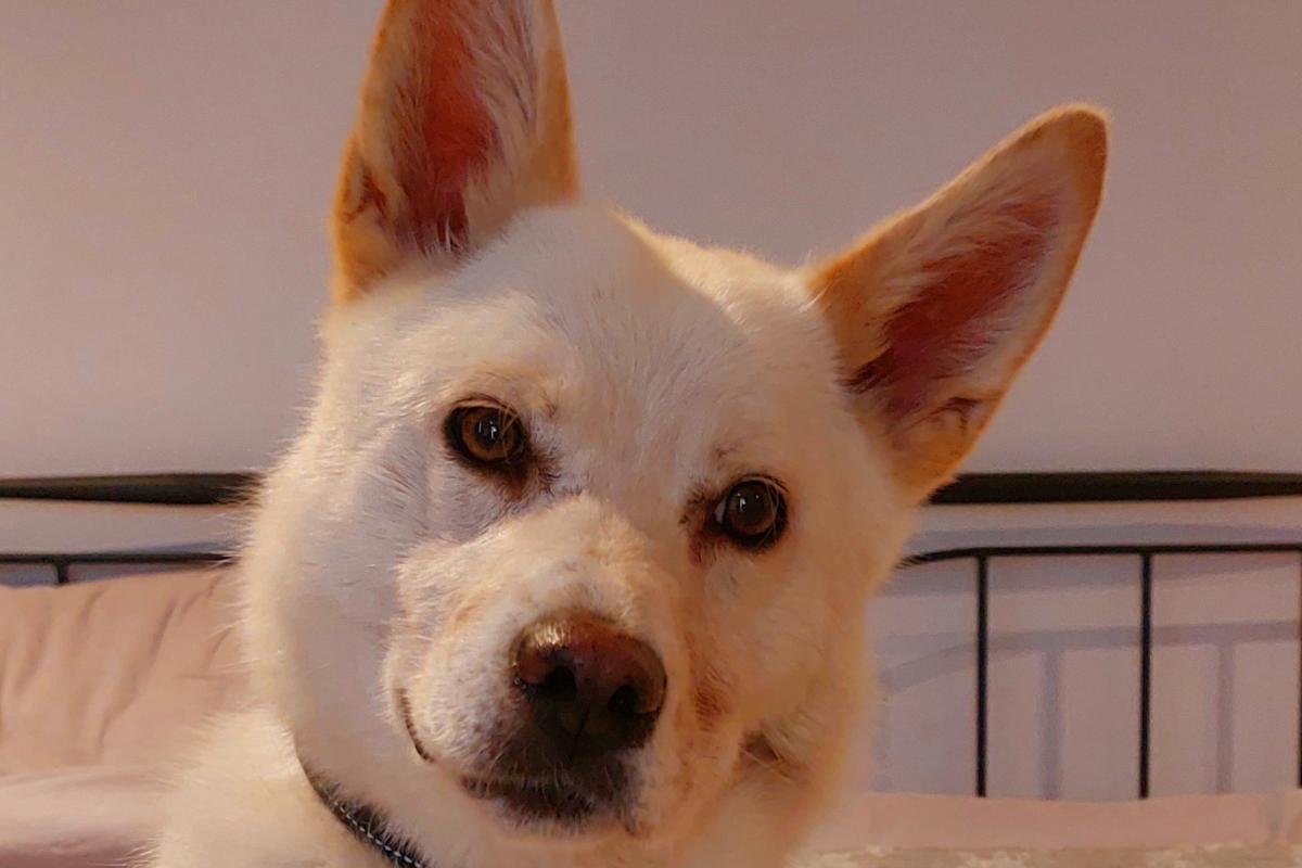 Bella