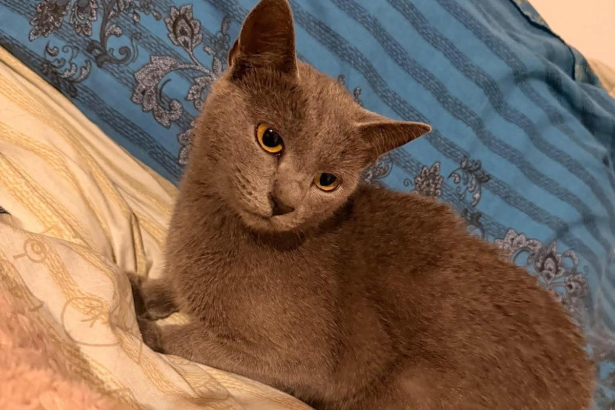 Stella
