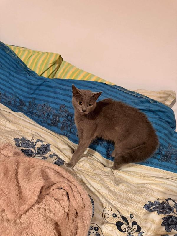 Stella