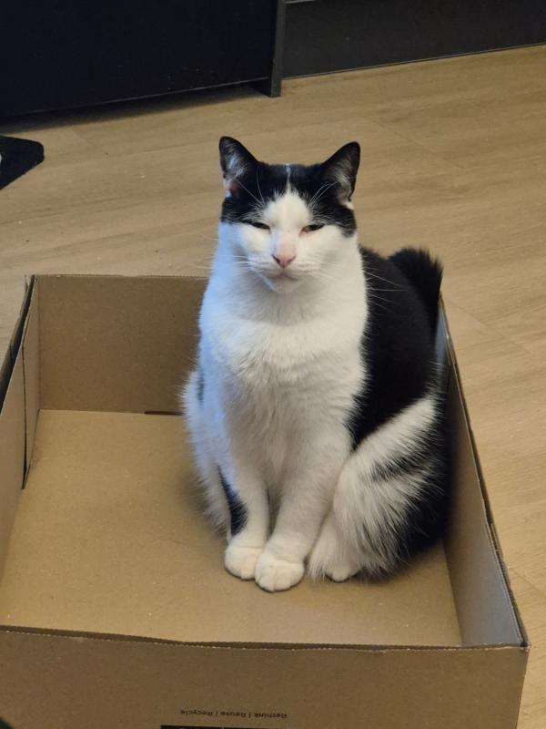 Freddie