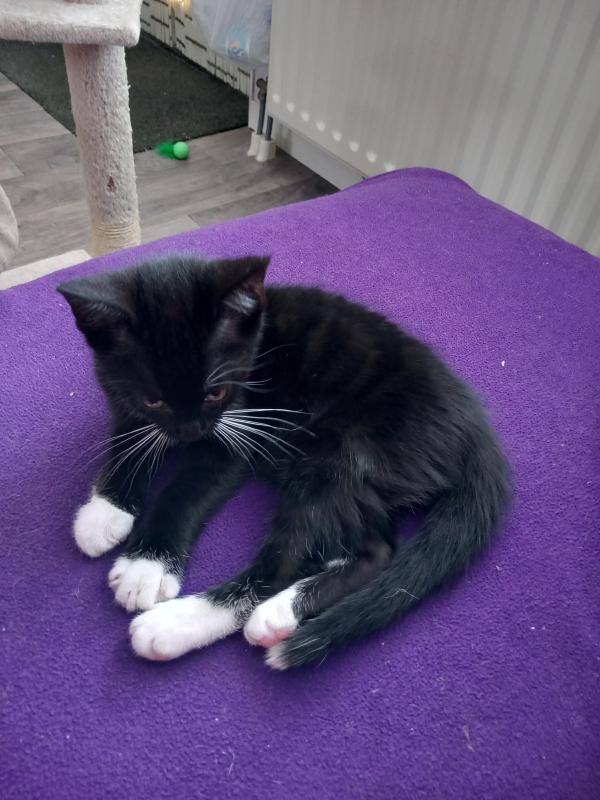 Kitten (kater)