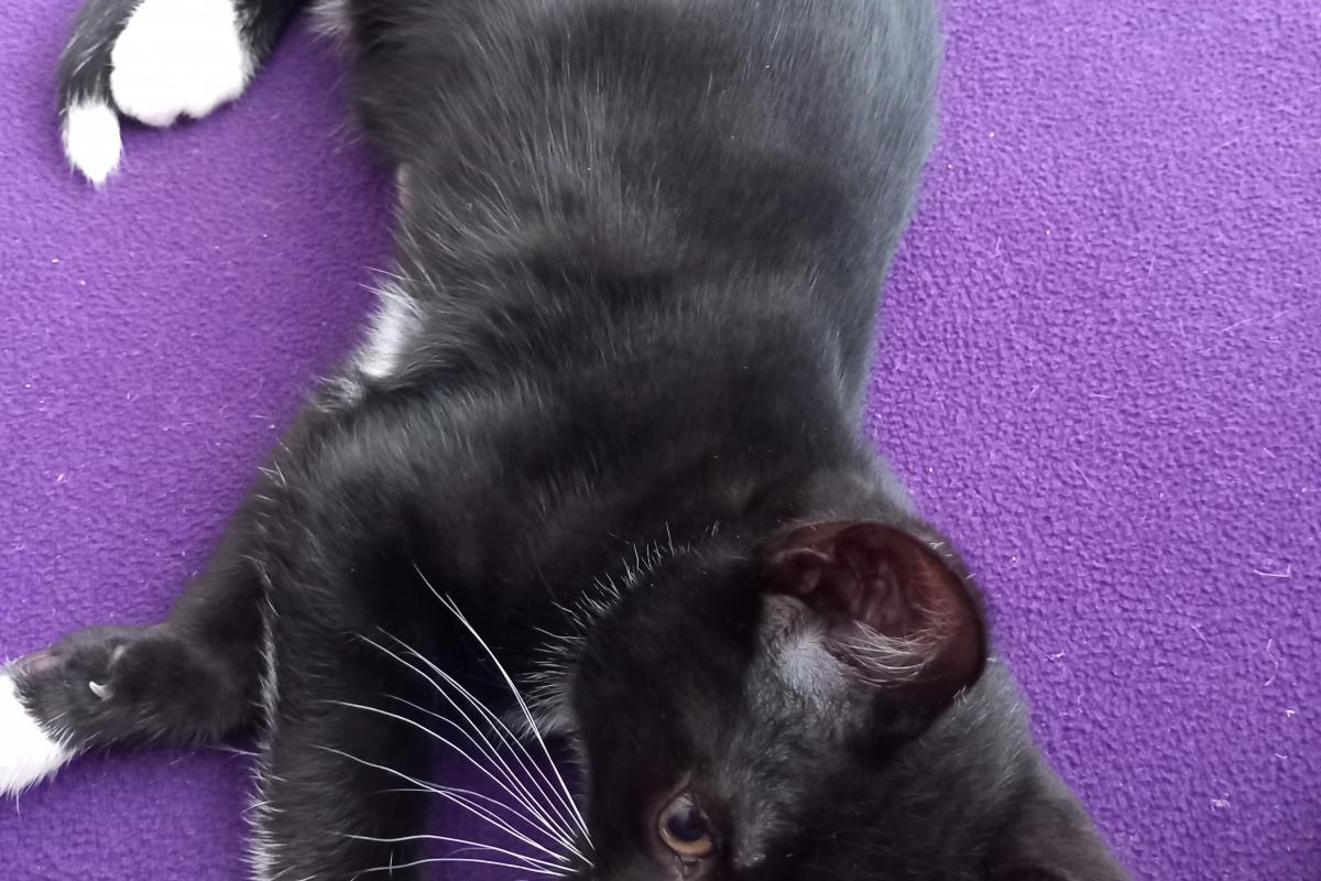 Kitten (kater)