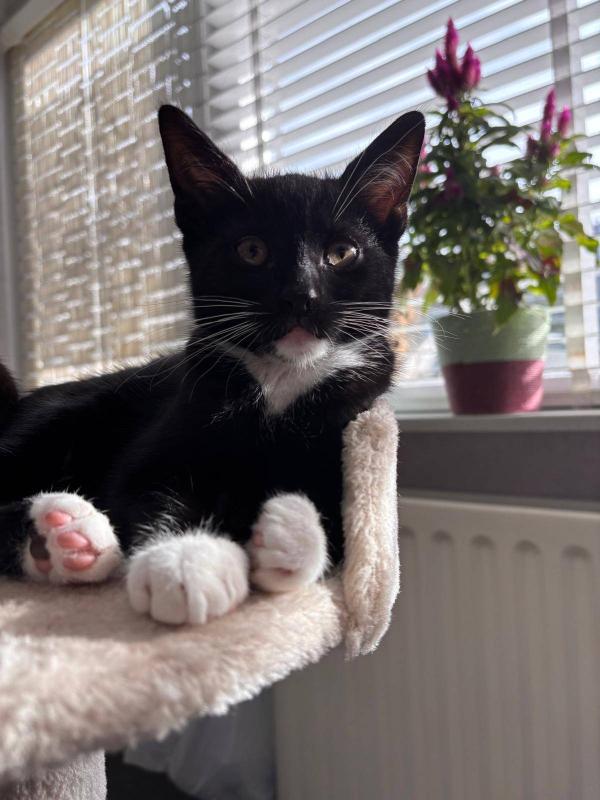 Kitten (kater)