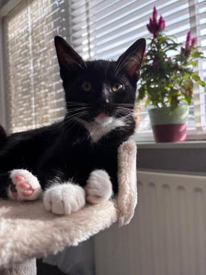 Kitten (kater)