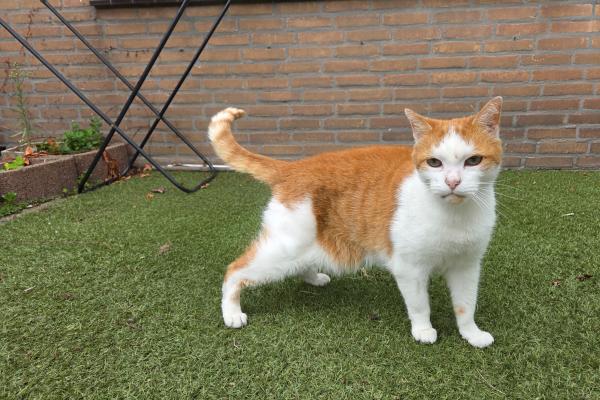 Boris