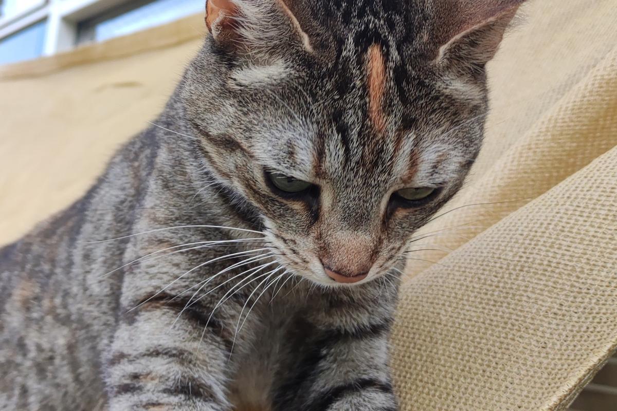Joni