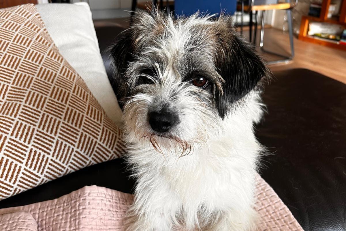 Daisy
