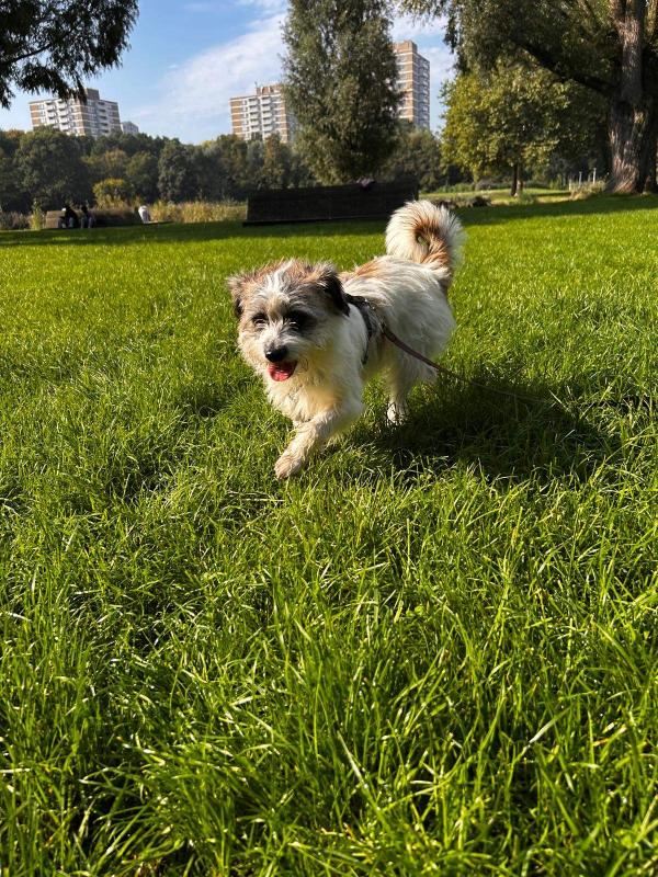 Daisy