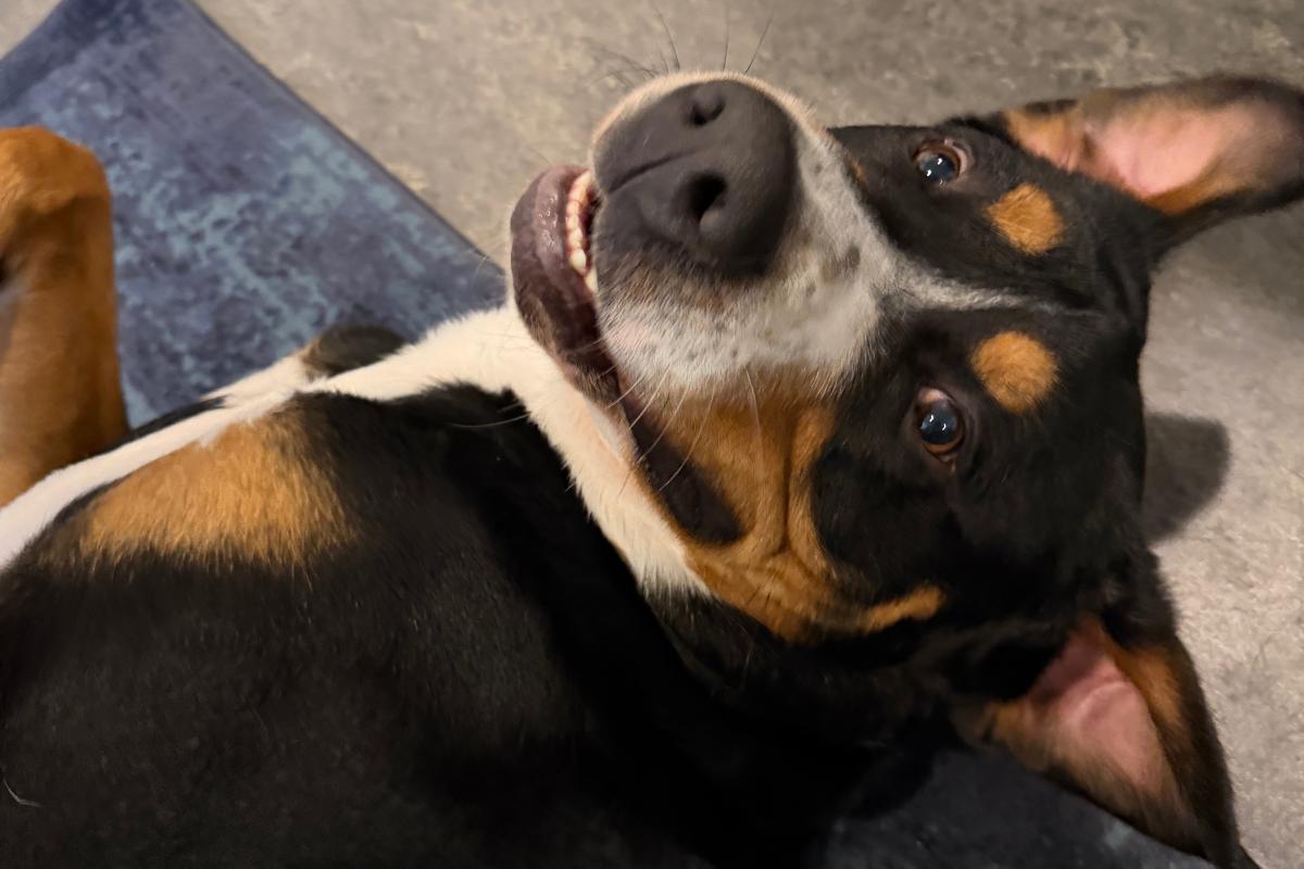 Paco