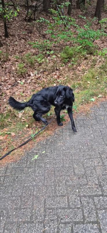 Bijke