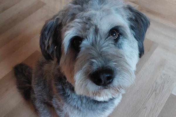Milo