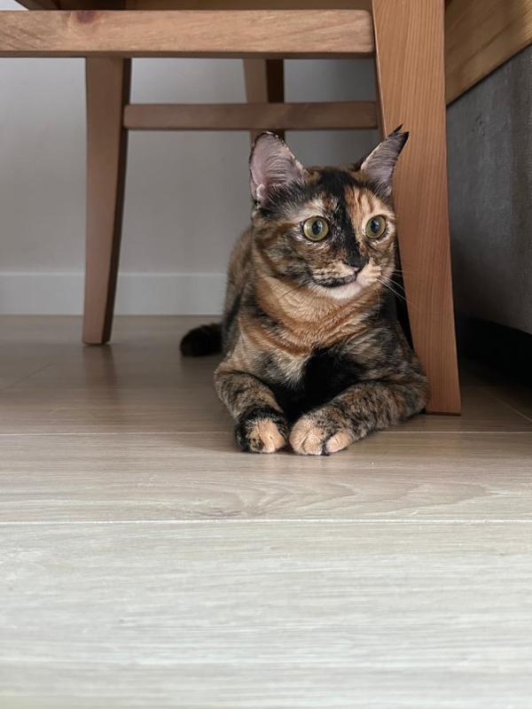 Misha