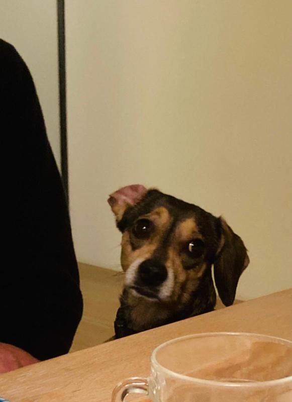 Evi