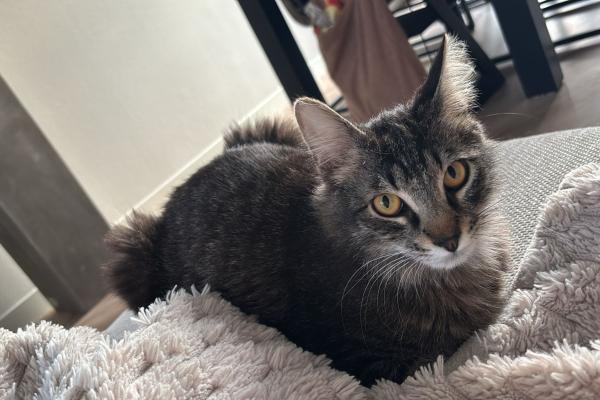 Tuko