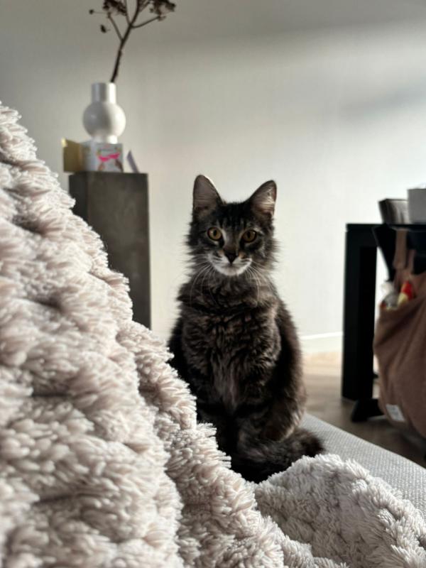 Tuko