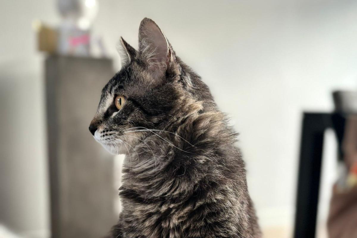 Tuko