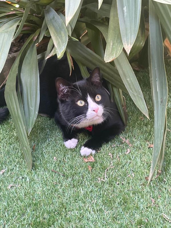 Leila