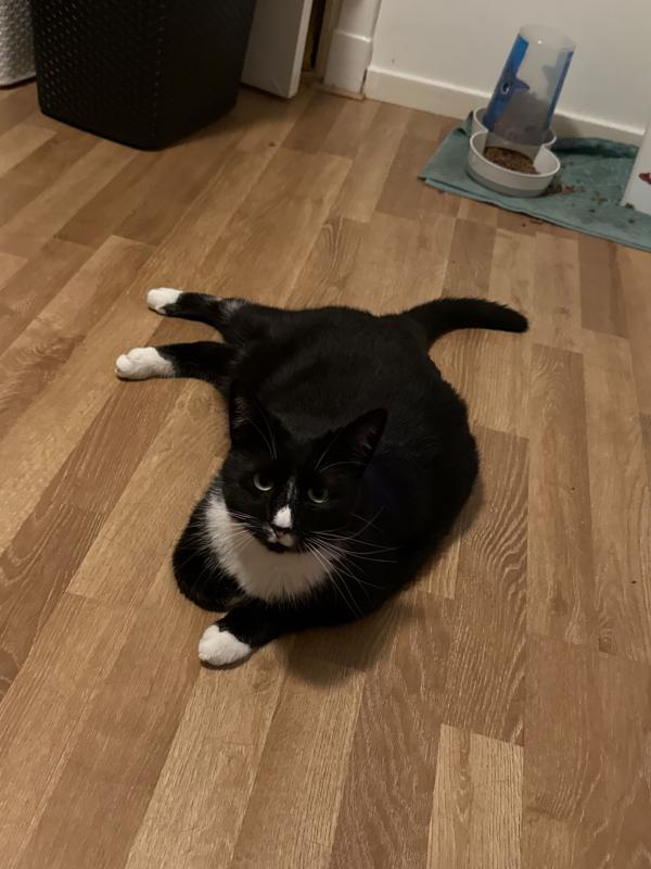 Biscuit