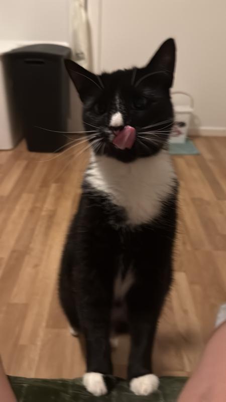 Biscuit