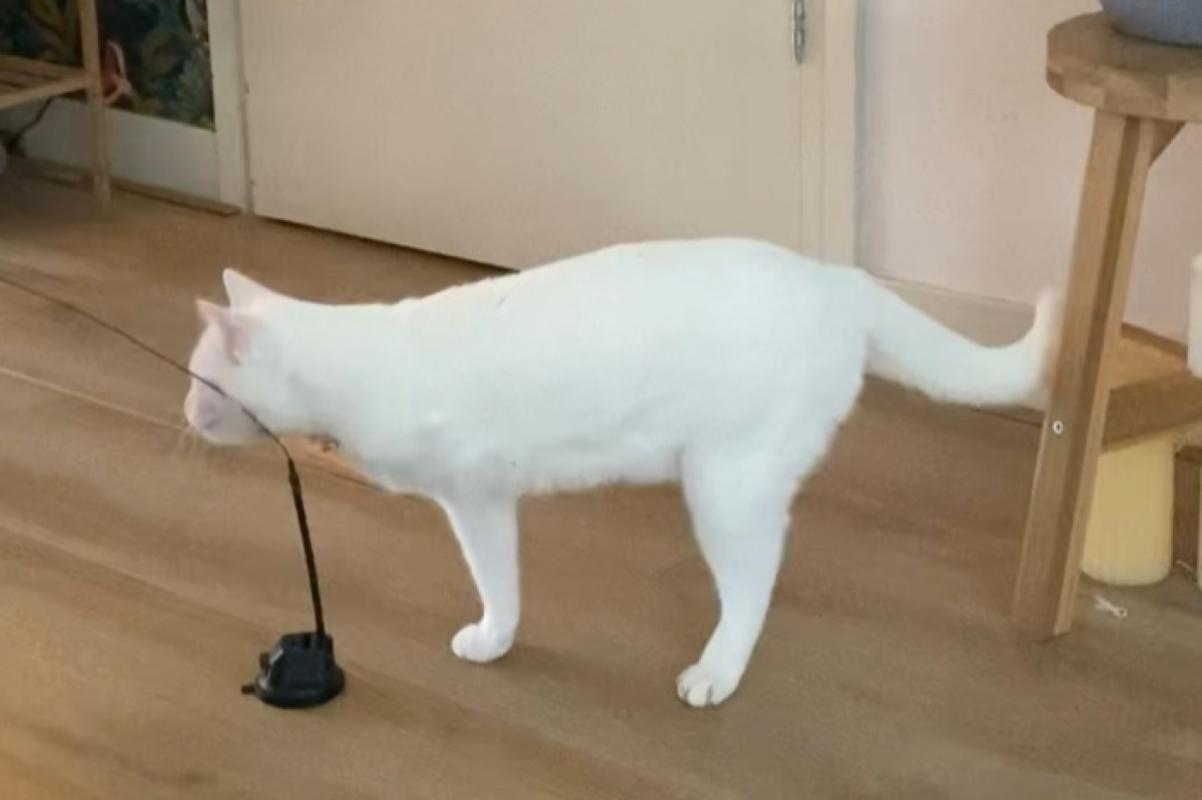 Pamuk